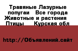 Травяные Лазурные попугаи - Все города Животные и растения » Птицы   . Курская обл.